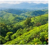 Plantations